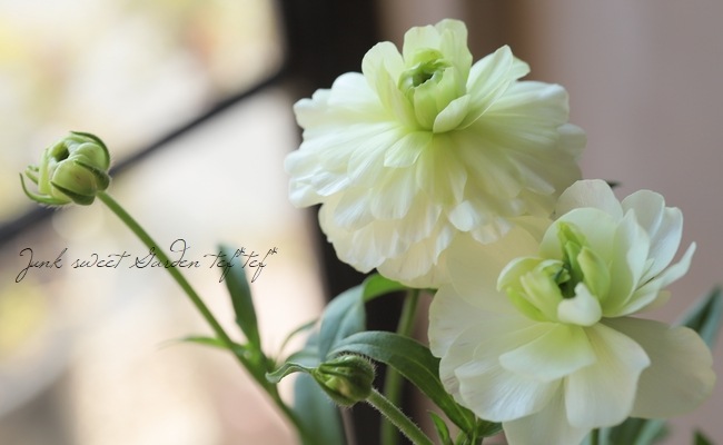 ラナンキュラス ラックスシリーズ 『ニノス』 | すべての商品 | | Junk