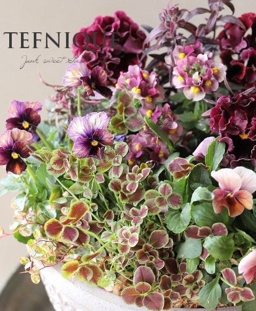 専用　ＮＳ1♥ヌーヴェルヴァーグ　すみれの革命♥超希少♥花苗ポットごと発送 ヌーヴェルヴァーグ！すみれの革命ビオラを寄せ植え♡ | ベランダ