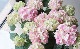 ڵȲҤۤƤޤ餭۲ ؤƤƤƤޤ ԥ
