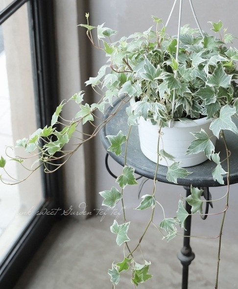 ヘデラ・ヘリックス 『No.A』 | すべての商品 | | Junk sweet Garden