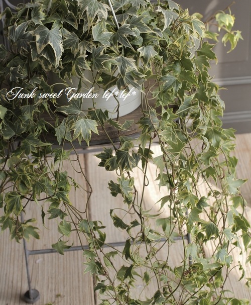 ヘデラ・ヘリックス 『No.A』 | すべての商品 | | Junk sweet Garden