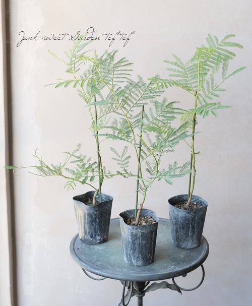 フサアカシア1メートル　2本 アカシア 『フサアカシア』 | すべての商品 | | Junk sweet Garden tef
