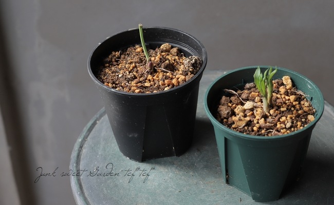 横山園芸さん】 原種系ヘレボラス(クリスマスローズ) 『H.croaticus