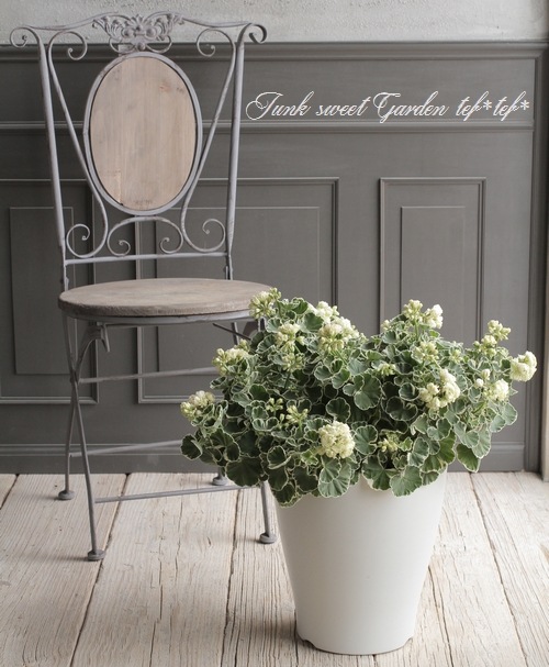 斑入りゼラニウム 『アップルブロッサム・ホワイトリング』 | すべての