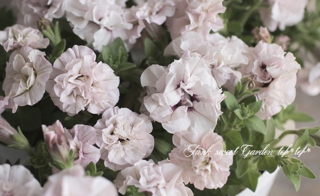 八重咲きペチュニア ホイップマカロン ストロベリー すべての商品 Junk Sweet Garden Tef Tef