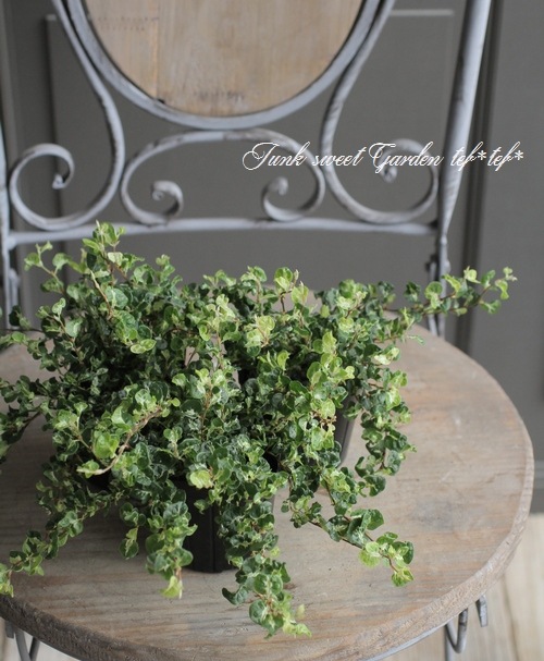 ����������ץߥ顡���ʼ�إ��꡼��饤�ȡ�