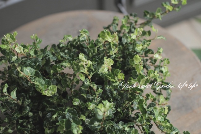 ����������ץߥ顡���ʼ�إ��꡼��饤�ȡ�