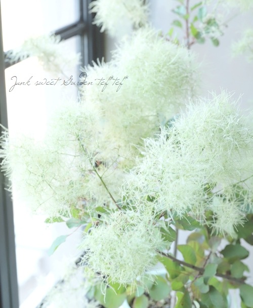 スモークツリー　ライムグリーン　薄ピンク　ホワイト5月末〜6月上旬発送予定。予約 スモークツリー 『ピンクパール』 『グリーンボール』 【173】 2022