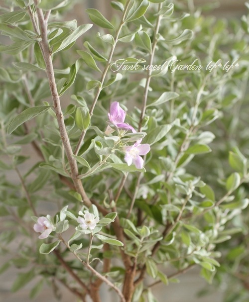 レウコフィルム・フルテッセンス』 シルバーリーフの庭木