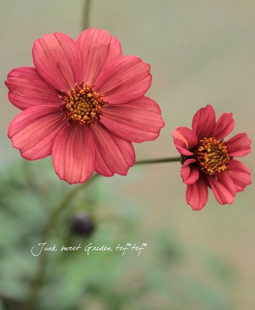 チョコレートコスモス 『ノエルルージュ』 | すべての商品 | | Junk