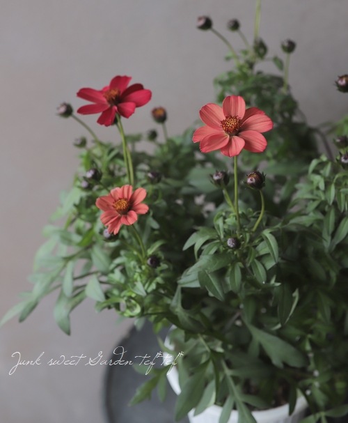 チョコレートコスモス 『ノエルルージュ』 | すべての商品 | | Junk