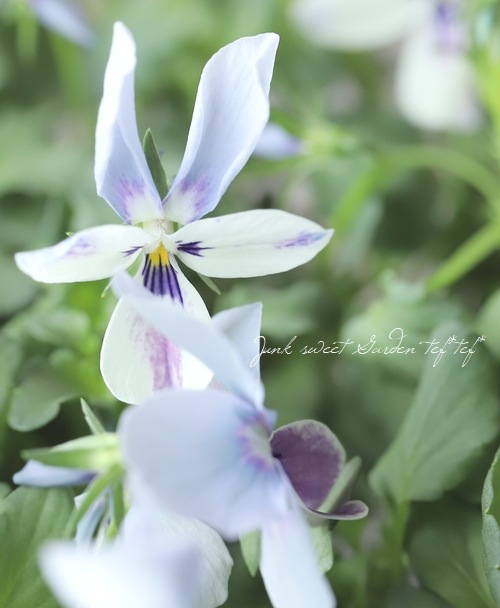 ○ROKA HEARTS 育種ビオラ 『ブルーウィングス』 【C】 | すべての商品