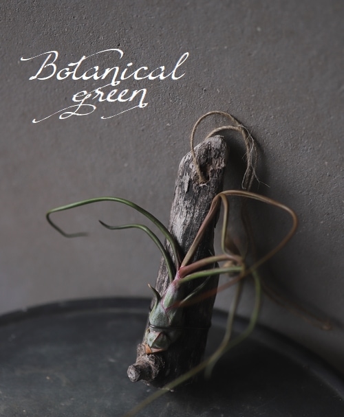 �ڥ������ץ��ġۡ�ή�ڡ���ɳ��A