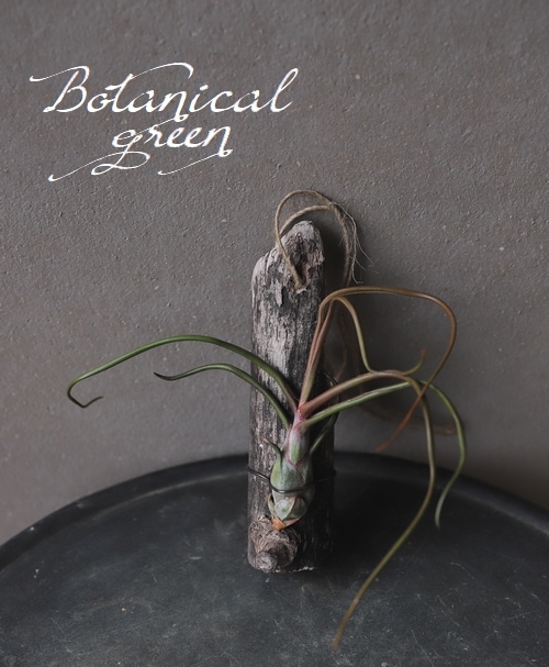 �ڥ������ץ��ġۡ�ή�ڡ���ɳ��A