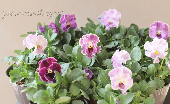 B・F・S collaboration】 みもとコラボビオラ 『B209』 | すべての商品