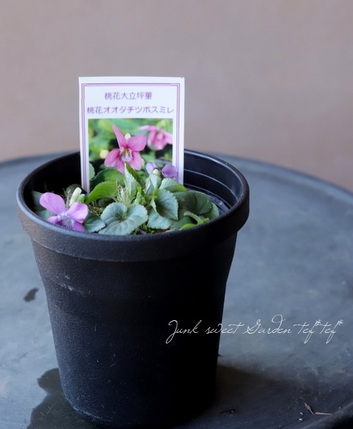 宿根スミレ 桃花オオタチツボスミレ すべての商品 Junk Sweet Garden Tef Tef