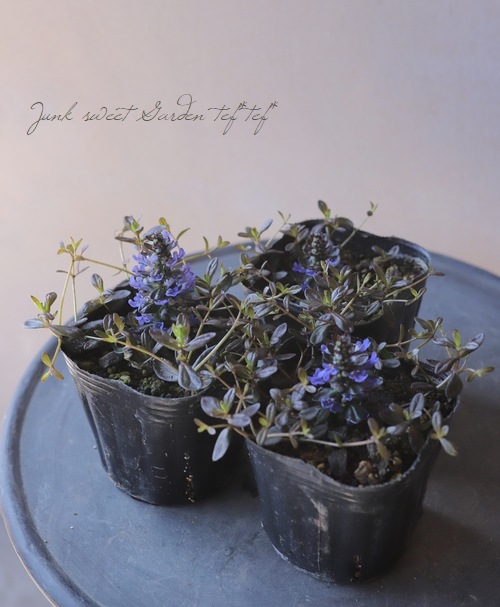 アジュガ チョコレートチップ Leaf Species Junk Sweet Garden Tef Tef アジュガ チョコレートチップ Leaf Species Junk Sweet Garden Tef Tef