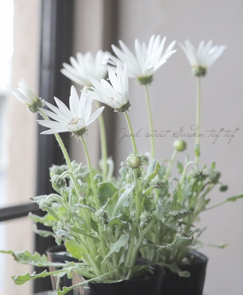 �ɺ��������ȥ������إ��륯�١�