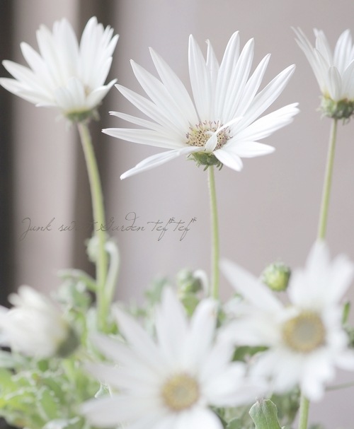 �ɺ��������ȥ������إ��륯�١�