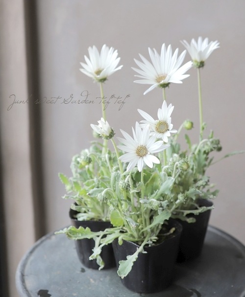 �ɺ��������ȥ������إ��륯�١�