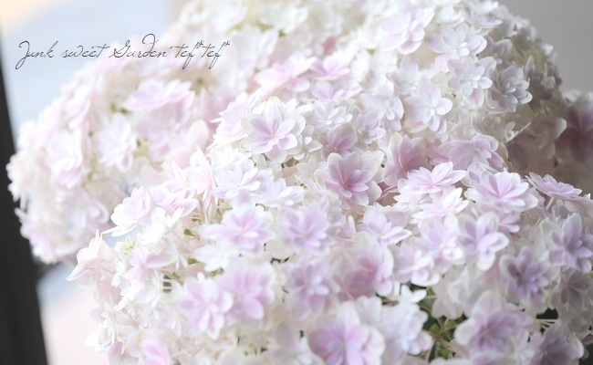 島根オリジナル品種】 八重咲き紫陽花 『万華鏡』ピンク
