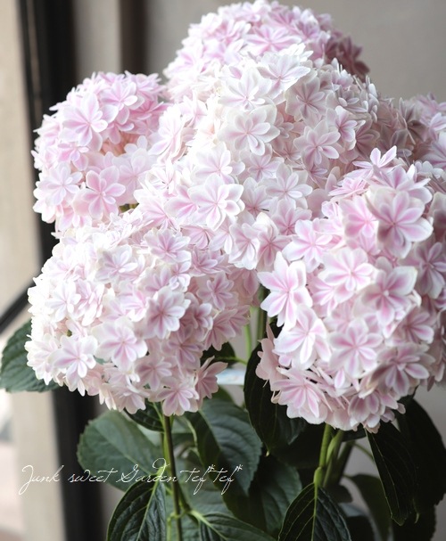 島根オリジナル品種】 八重咲き紫陽花 『万華鏡』ピンク プレミアム