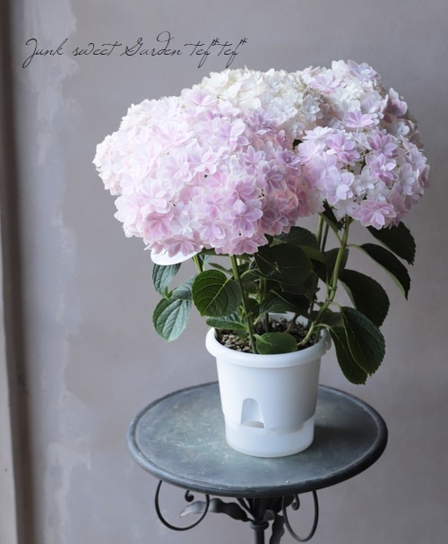 島根オリジナル品種】 八重咲き紫陽花 『万華鏡』ピンク プレミアム