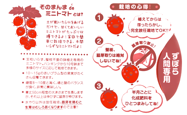 家庭菜園】 ミニトマト 『そのまんまdeミニトマト』 『マンマミーア