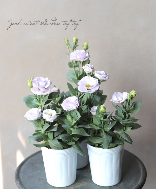 トルコギキョウ 『ライラック』 | すべての商品 | | Junk sweet Garden