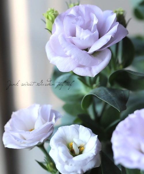 トルコギキョウ 『ライラック』 | すべての商品 | | Junk sweet Garden