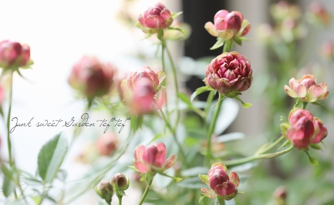 ���ץ졼�Х��ġ��͵��餭���إ�ǥ��å����