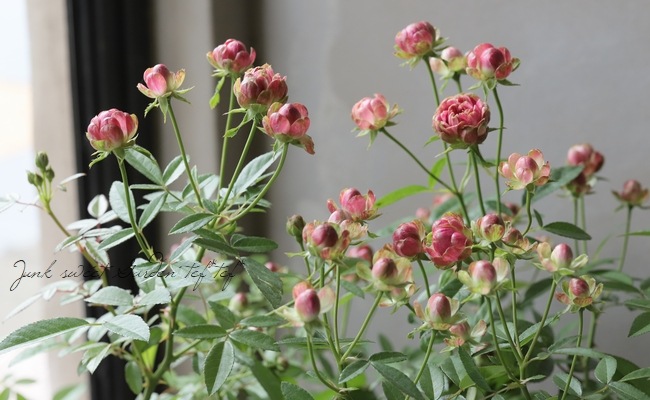 ���ץ졼�Х��ġ��͵��餭���إ�ǥ��å����