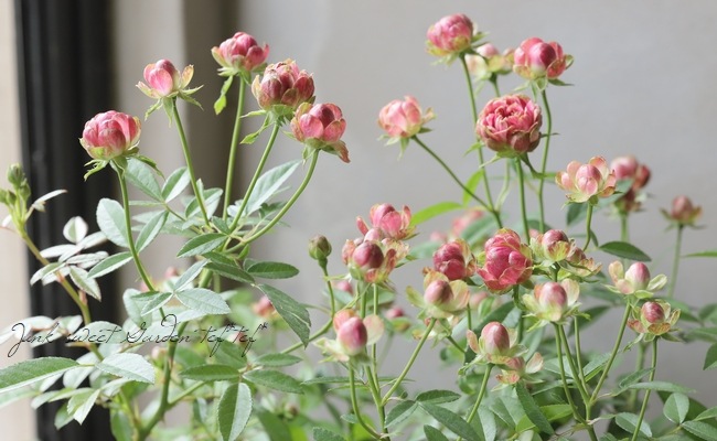 ���ץ졼�Х��ġ��͵��餭���إ�ǥ��å����