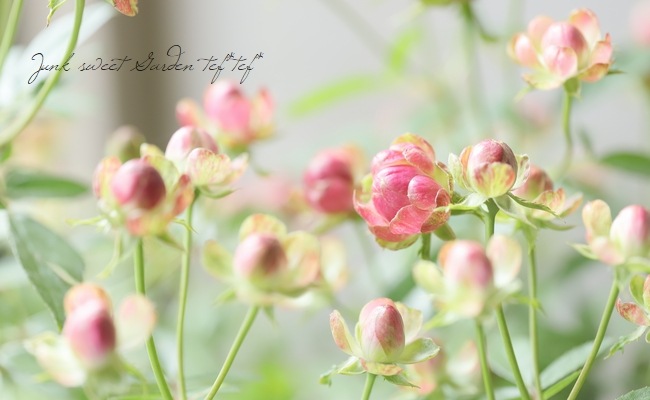 ���ץ졼�Х��ġ��͵��餭���إ�ǥ��å����