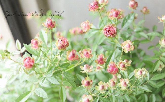 ���ץ졼�Х��ġ��͵��餭���إ�ǥ��å����