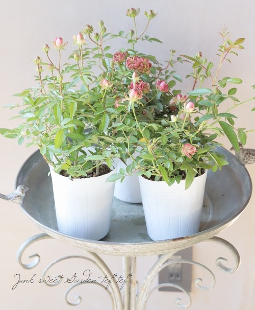 ���ץ졼�Х��ġ��͵��餭���إ�ǥ��å����