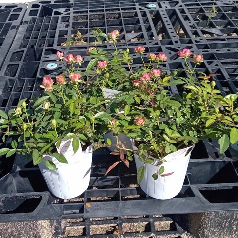 ���ץ졼�Х��ġ��͵��餭���إ�ǥ��å����