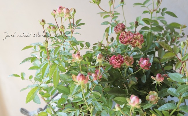 ���ץ졼�Х��ġ��͵��餭���إ�ǥ��å����