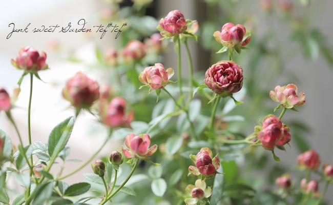 ���ץ졼�Х��ġ��͵��餭���إ�ǥ��å����