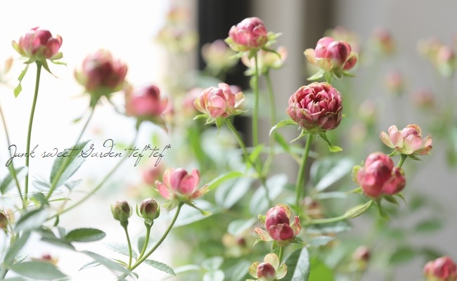 ���ץ졼�Х��ġ��͵��餭���إ�ǥ��å����