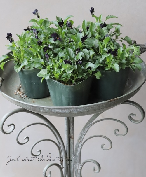 ○ゲブラさん生産・川越ROKA氏育種ビオラ 『黒すずめ』 | すべての商品