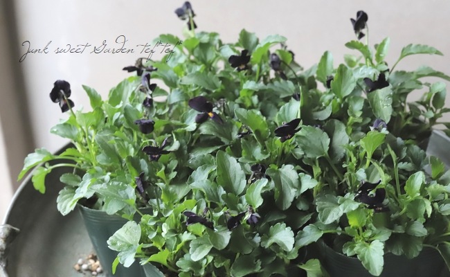 �����֥餵�����������ROKA����ӥ��顡�ع��������