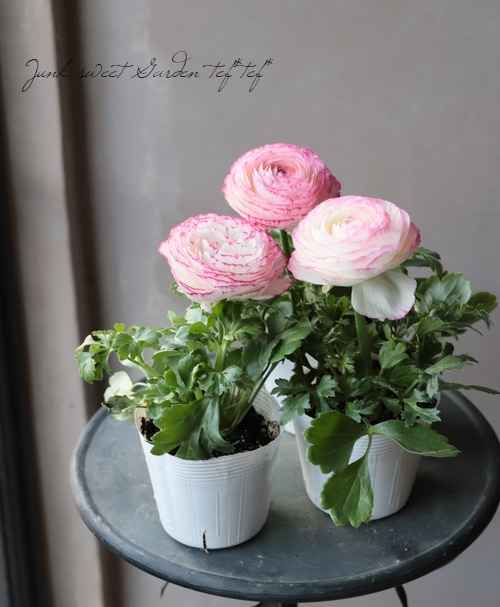 ラナンキュラス・スプリンクル 『ピンクバイカラー』 | すべての商品