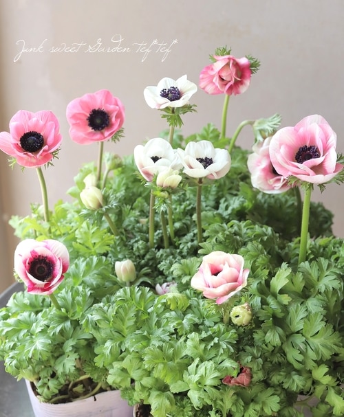 アネモネ 『アンアリス』 【コーラル系】 | すべての商品 | | Junk