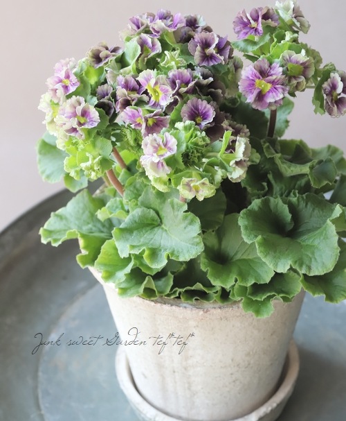 ぶたのはな　ブルゲリラ ぶたのはなブルゲリラ