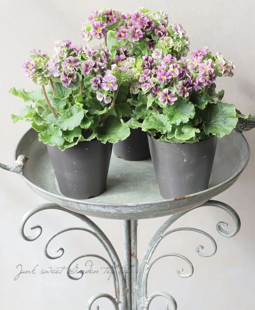 プリムラテ Shop Chrysler DT3358-C7 Brake Caliper Paint by G2 USA. – G2USA