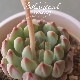¿ʪ إ֥롼ա١ǥ٥ꥢ°Ȥ꡼