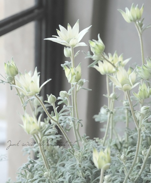 �ե��ͥ�ե� �إϥˡ��ۥ��åס�
