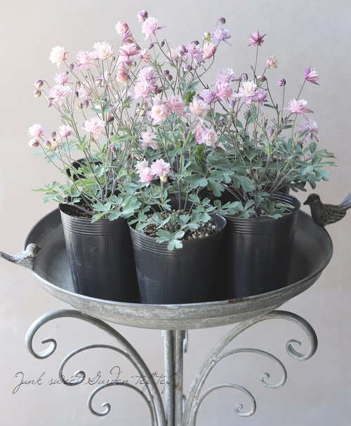 ��LUXURY SELECTION��tef*tef*���ꥸ�ʥ롪Ȭ�ź餭�����ޥ����إ��饷���륻�ԥ��١����Ѥ��餭��