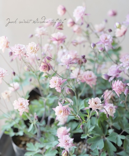 ��LUXURY SELECTION��tef*tef*���ꥸ�ʥ롪Ȭ�ź餭�����ޥ����إ��饷���륻�ԥ��١����Ѥ��餭��